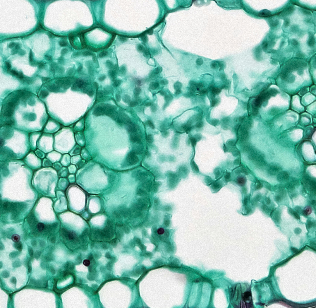 Macro cell imagery, oil-and-water abstract